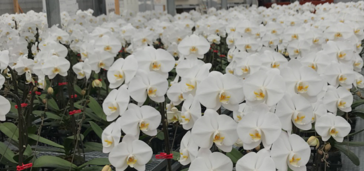 日本唯一の胡蝶蘭ハウス
